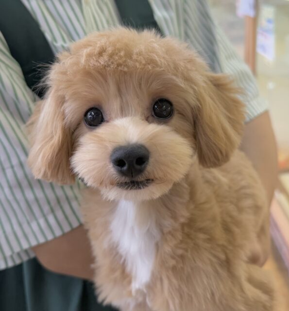チワプー