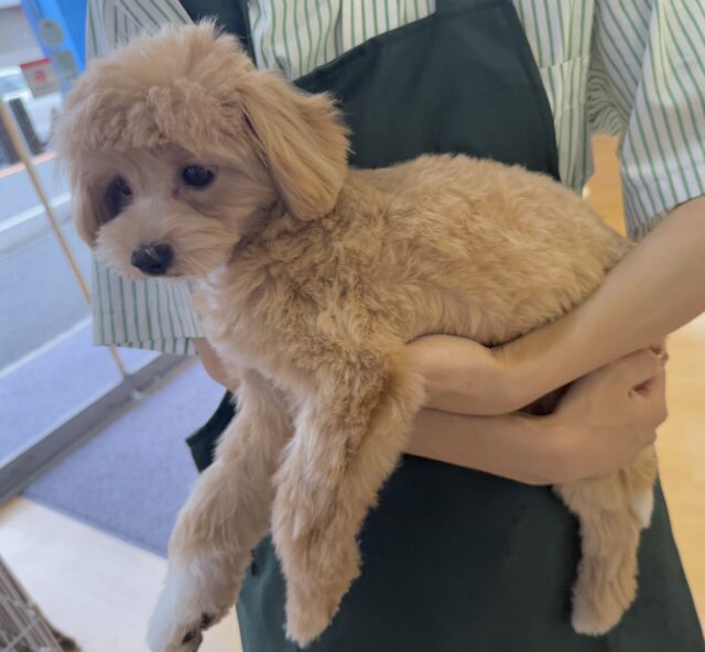 チワプー