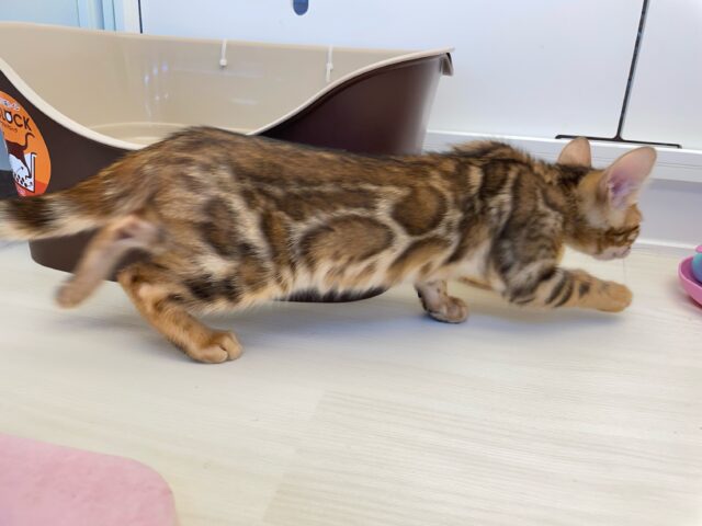 ベンガル