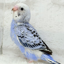 【最新画像更新🪄】元気いっぱい‪☆セキセイインコ(オパーリン) ヒナ