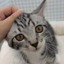 最新📷懐っこすぎてメロメロになっちゃう！マンチカン