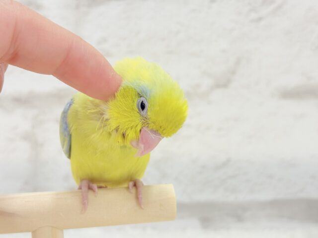 マメルリハ