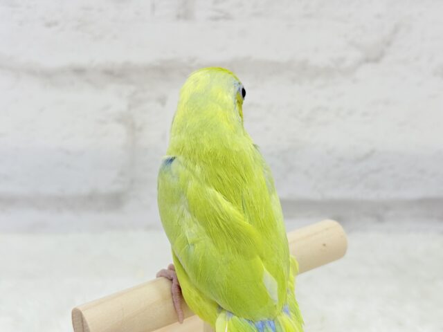 マメルリハ