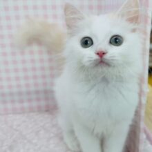 最新📷甘々❤️スコティッシュフォールドちゃん！