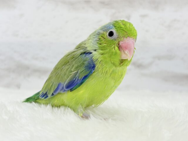 【最新画像更新🪄】僕にしかないトレードマーク🐣💚マメルリハ(パイド)男の子 ヒナ マメルリハ