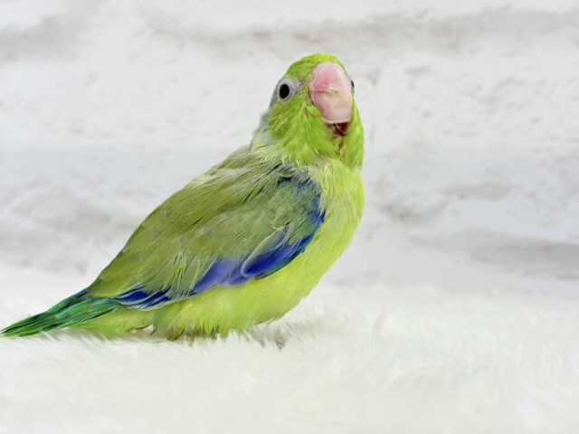 【最新画像更新🪄】僕にしかないトレードマーク🐣💚マメルリハ(パイド)男の子 ヒナ マメルリハ