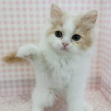 最新画像！ゆるふわ〜🍭サイベリアンちゃん