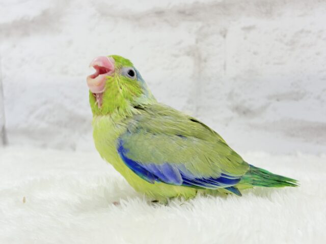 【最新画像更新🪄】僕にしかないトレードマーク🐣💚マメルリハ(パイド)男の子 ヒナ マメルリハ