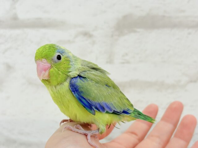 【最新画像更新🪄】僕にしかないトレードマーク🐣💚マメルリハ(パイド)男の子 ヒナ マメルリハ