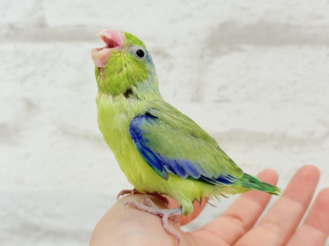 【最新画像更新🪄】僕にしかないトレードマーク🐣💚マメルリハ(パイド)男の子 ヒナ マメルリハ