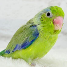 【最新画像更新🪄】僕にしかないトレードマーク🐣💚マメルリハ(パイド)男の子 ヒナ