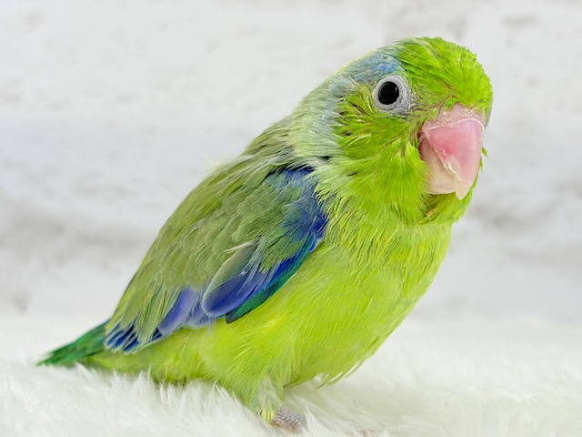 【最新画像更新🪄】僕にしかないトレードマーク🐣💚マメルリハ(パイド)男の子 ヒナ 【最新画像更新🪄】僕にしかないトレードマーク🐣💚マメルリハ(パイド)男の子 ヒナ