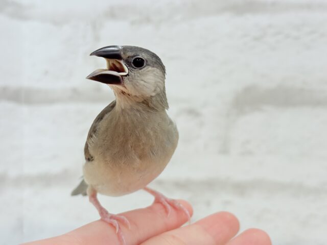 【動画更新🪄ひとり餌になりました☆】これから先の未来が楽しみ♬*° 桜文鳥 ヒナ 桜文鳥