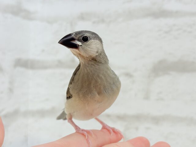 【動画更新🪄ひとり餌になりました☆】これから先の未来が楽しみ♬*° 桜文鳥 ヒナ 桜文鳥