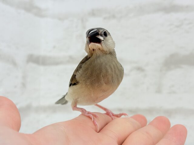 【動画更新🪄ひとり餌になりました☆】これから先の未来が楽しみ♬*° 桜文鳥 ヒナ 桜文鳥
