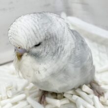 モッフモフの妖精さん現る🐣💓ジャンボセキセイインコ（グレースパングル）