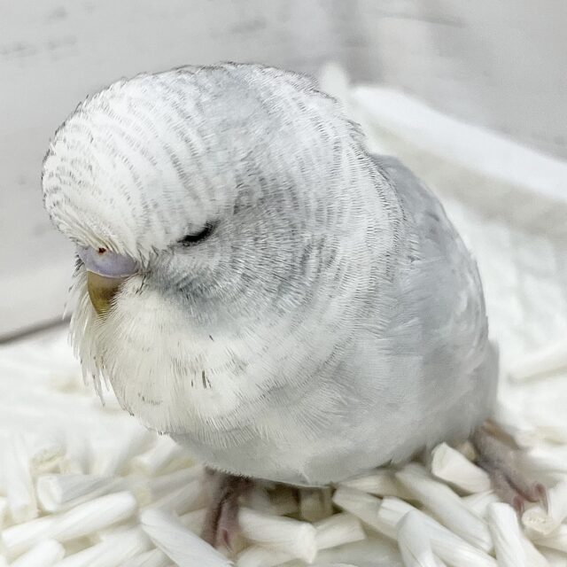 モッフモフの妖精さん現る🐣💓ジャンボセキセイインコ（グレースパングル）