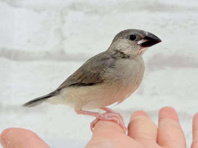 【動画更新🪄ひとり餌になりました☆】これから先の未来が楽しみ♬*° 桜文鳥 ヒナ 桜文鳥