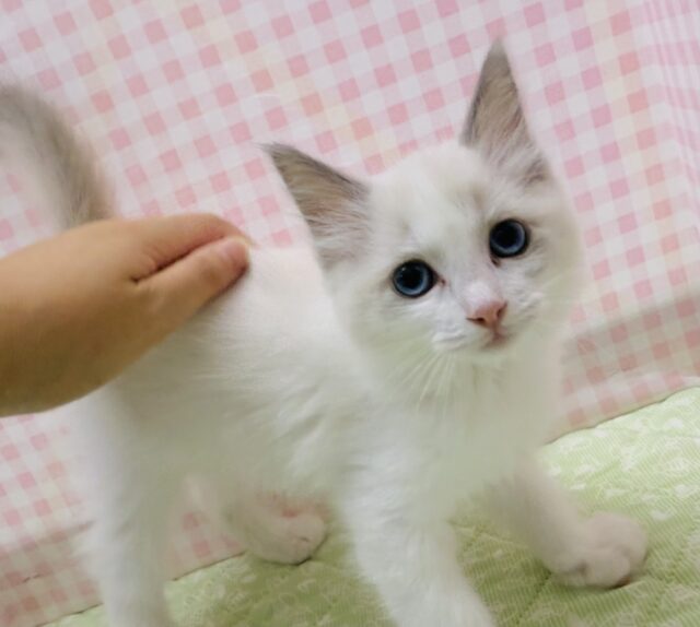 美猫降臨！ラグドールの女の子！