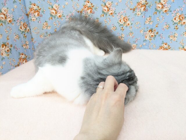 ラガマフィン