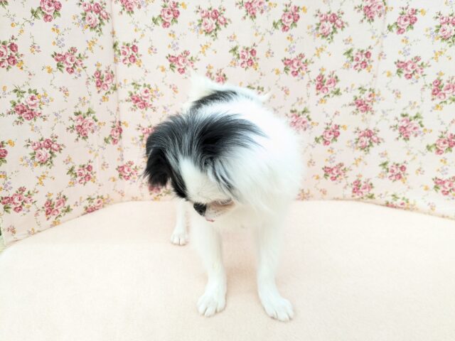 狆（チン）