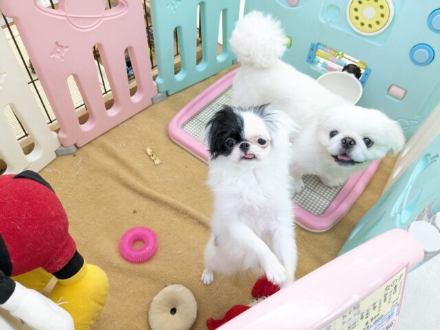 狆（チン）
