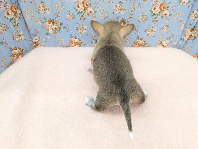 チワワ