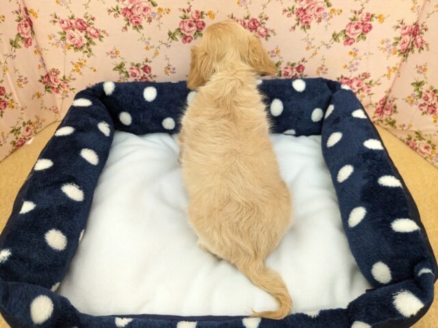 チワックス