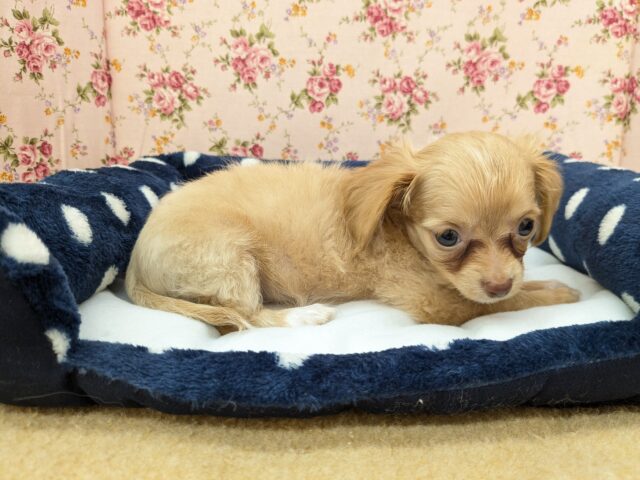 チワックス