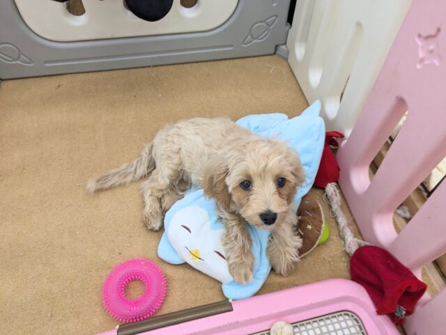 最新画像更新!!かまって欲しくてたまらない…💗 ハーフ犬(マルチーズ×トイプードル)の女のコ💗 2025/9/13撮影 マルプー