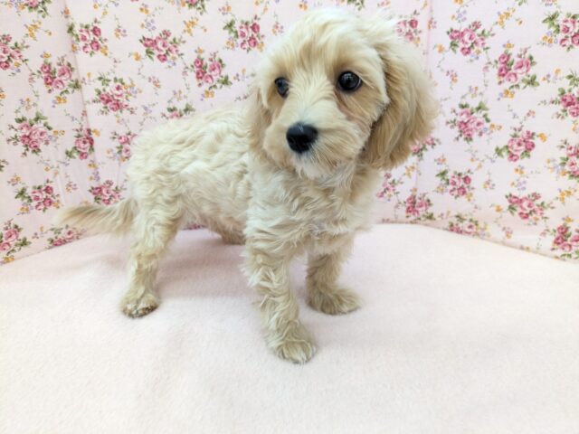 最新画像更新!!かまって欲しくてたまらない…💗 ハーフ犬(マルチーズ×トイプードル)の女のコ💗 2025/9/13撮影 マルプー