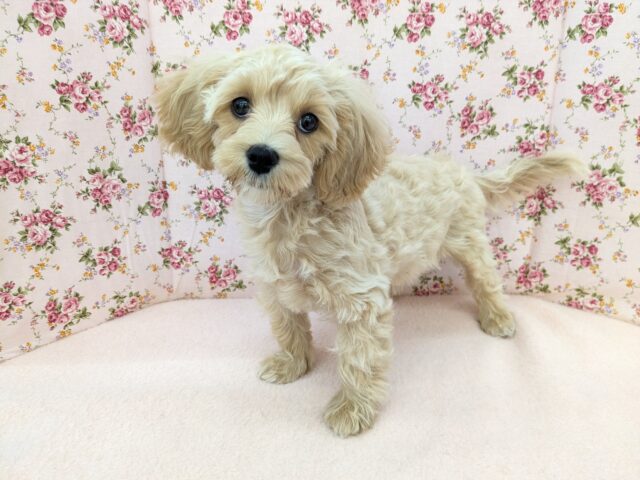 最新画像更新!!かまって欲しくてたまらない…💗 ハーフ犬(マルチーズ×トイプードル)の女のコ💗 2025/9/13撮影 マルプー