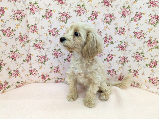 最新画像更新!!かまって欲しくてたまらない…💗 ハーフ犬(マルチーズ×トイプードル)の女のコ💗 2025/9/13撮影 マルプー