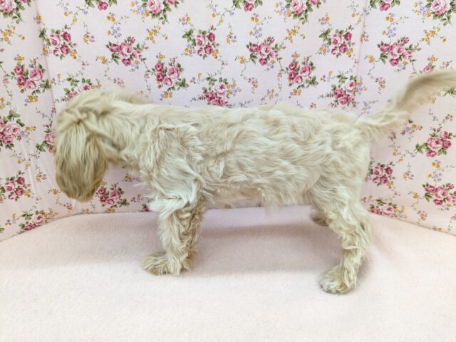 最新画像更新!!かまって欲しくてたまらない…💗 ハーフ犬(マルチーズ×トイプードル)の女のコ💗 2025/9/13撮影 マルプー