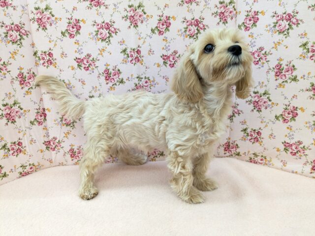 最新画像更新!!かまって欲しくてたまらない…💗 ハーフ犬(マルチーズ×トイプードル)の女のコ💗 2025/9/13撮影 マルプー