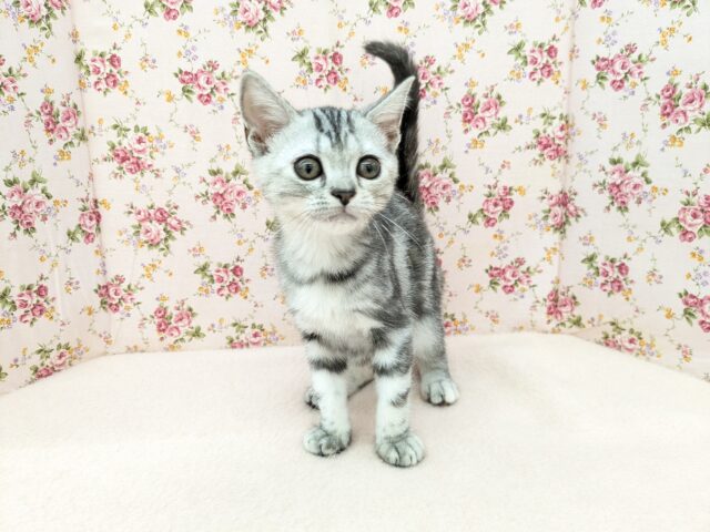 最新画像更新！！人気のネコちゃん♪　アメリカンショートヘアの女のコ 2025/9/12撮影