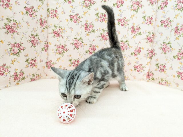 アメリカンショートヘア