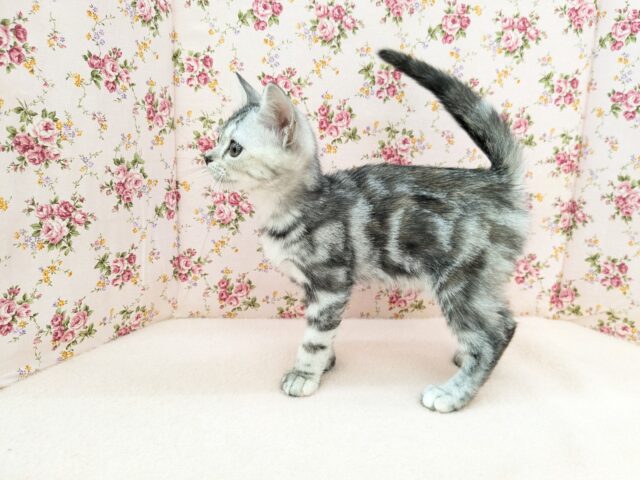 アメリカンショートヘア