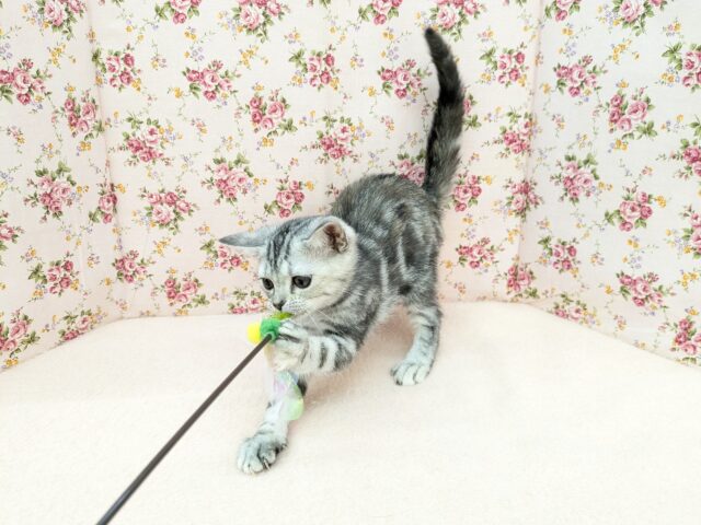 アメリカンショートヘア