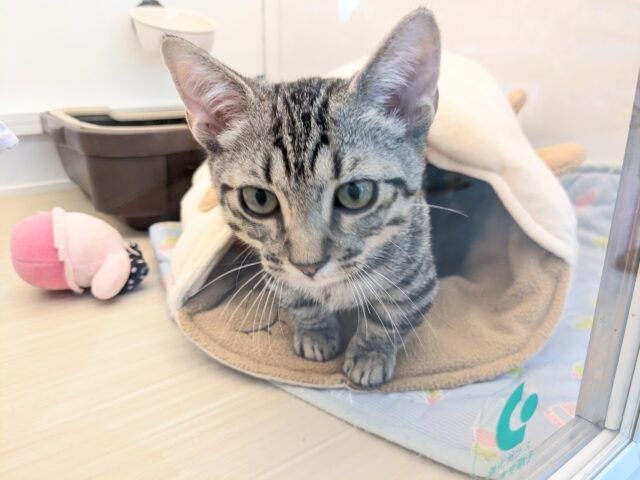 マンチカン
