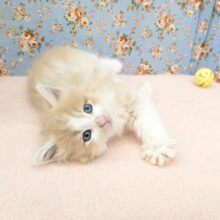 スリスリが止まらない💗　サイベリアンの男のコ💙　2025/9/26撮影