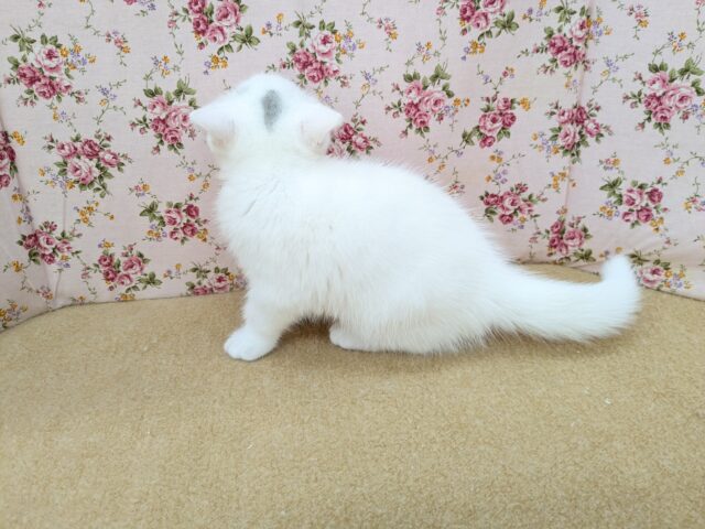 スコティッシュフォールド