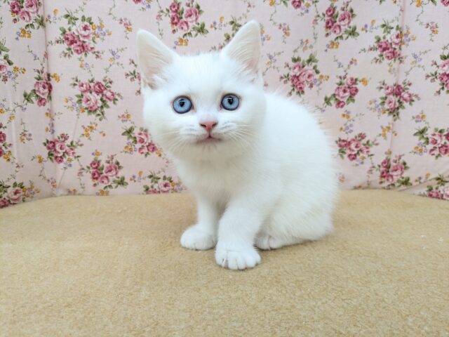 真っ白もちもちガール💗　スコティッシュフォールドの女のコ　2025/9/26撮影