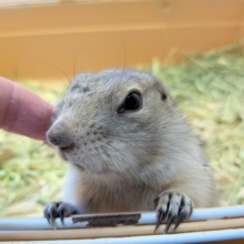 最新画像あります⭐️なでなでができちゃうキュルキュルおめめの子👀リチャードソンジリスの女の子！