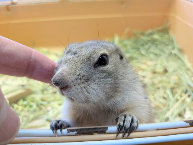 最新画像あります⭐️なでなでができちゃうキュルキュルおめめの子👀リチャードソンジリスの女の子！