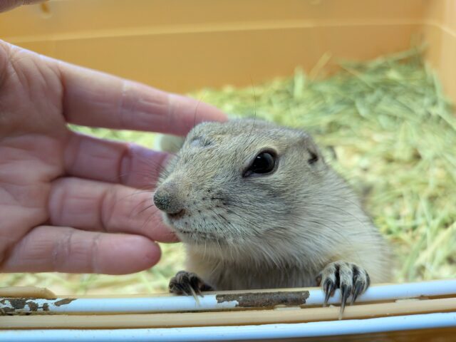 リチャードソンジリス