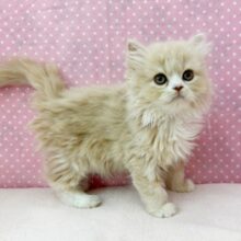 おっとり&遊び好き！！サイベリアンgirlが仲間入り～！