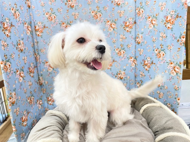 ミックス犬（ハーフ犬）