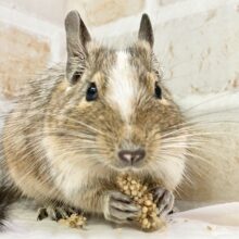 最新画像！デグー（パイド）　男の子　渋い雰囲気の毛色が個性的！