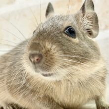 最新画像！デグー（ブルー）　ごはんを独り占めしたい！元気いっぱいな男の子！